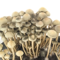 Kit de Cultivo Premium Copelandia Hawaiian Magic Mushroom - Panaeolus Cyanescens | Next Level Smartshop