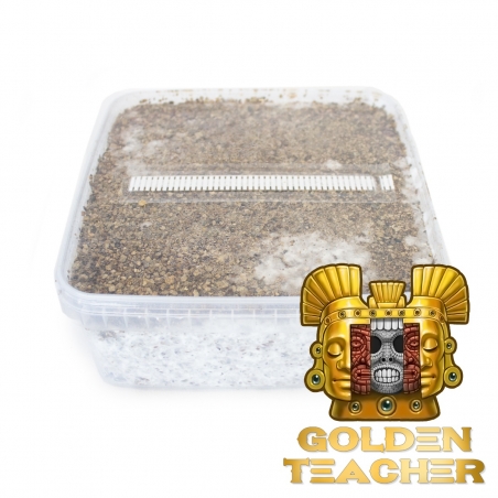 Cubensis Golden Teacher - Kit de cultivo de hongos mágicos - Kits de cultivo de hongos mágicos - Next Level