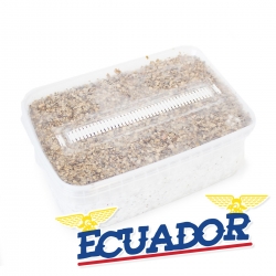 Mushroom Growkits Cubensis Ecuador - Kit de cultivo de hongos mágicos 27,95 Next Level Smartshop Webshop