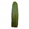 Cactus de Mescalina San Pedro (Echinopsis Pachanoi) - desde 25 cm 23,50 Next Level Smartshop Webshop