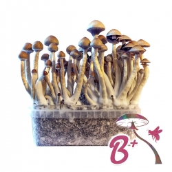 Mushroom Growkits Psilocybe Cubensis B+ - Kit de cultivo 27,95 Next Level Smartshop Webshop