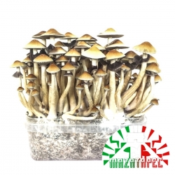 Mushroom Growkits Psilocybe Cubensis Mazatapec - Kit de cultivo 27,95 Next Level Smartshop Webshop