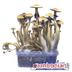 Magic Mushroom Growkits Cubensis Camboya | Next Level Smartshop Webshop
