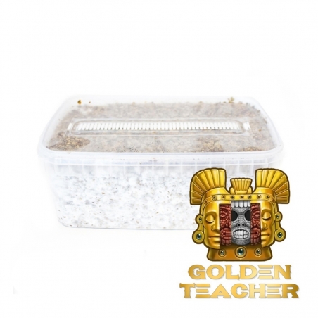 Cubensis Golden Teacher - Kit de cultivo de hongos mágicos - Kits de cultivo de hongos mágicos - Next Level