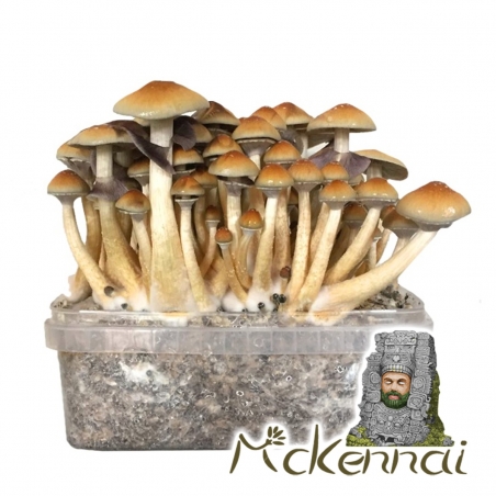 Cubensis McKennaii - Kit de cultivo de hongos mágicos - Kits de cultivo de hongos mágicos - Next Level