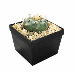 Cactus de mescalina Lophophora williamsii | Peyote Next Level Smartshop Webshop