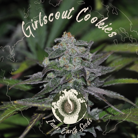 Girl Scout Cookies Feminizada - Inner Earth Seeds - Next Level