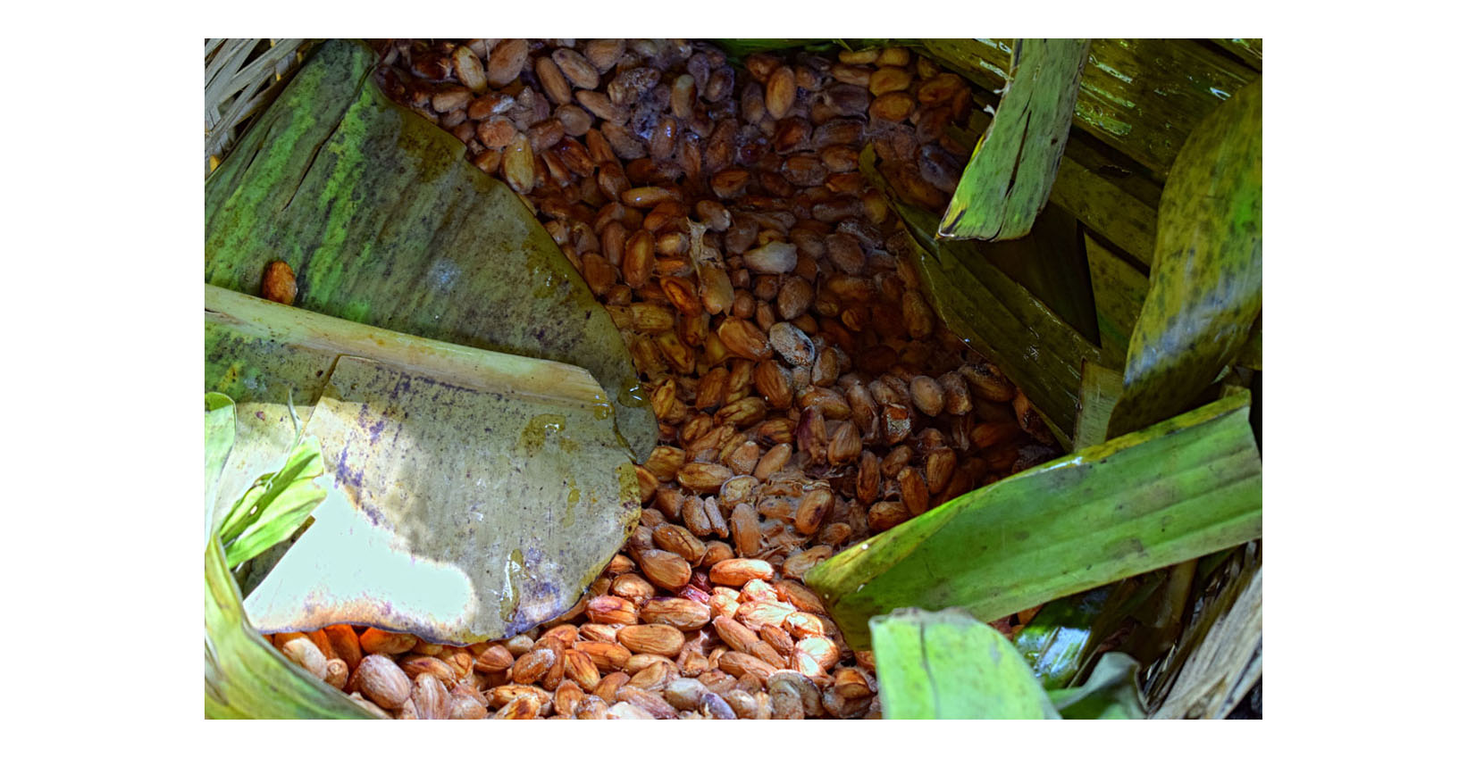 proceso de fermentación del cacao