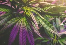 Cómo cultivar semillas de cannabis para principiantes