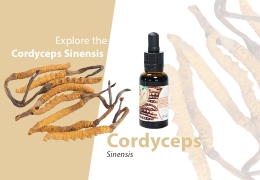 Hongo Cordyceps - Explore los beneficios para la salud y compre Cordyceps en línea