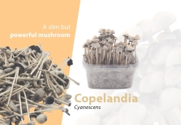 El hongo psicodélico más fuerte - Copelandia Cyanescens
