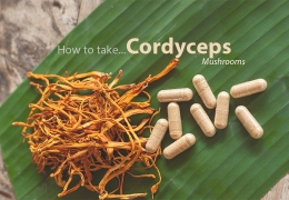 Cómo tomar el hongo Cordyceps