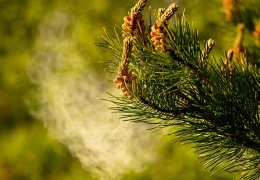 Liberar el poder del polen de pino: Beneficios, seguridad y posibles efectos